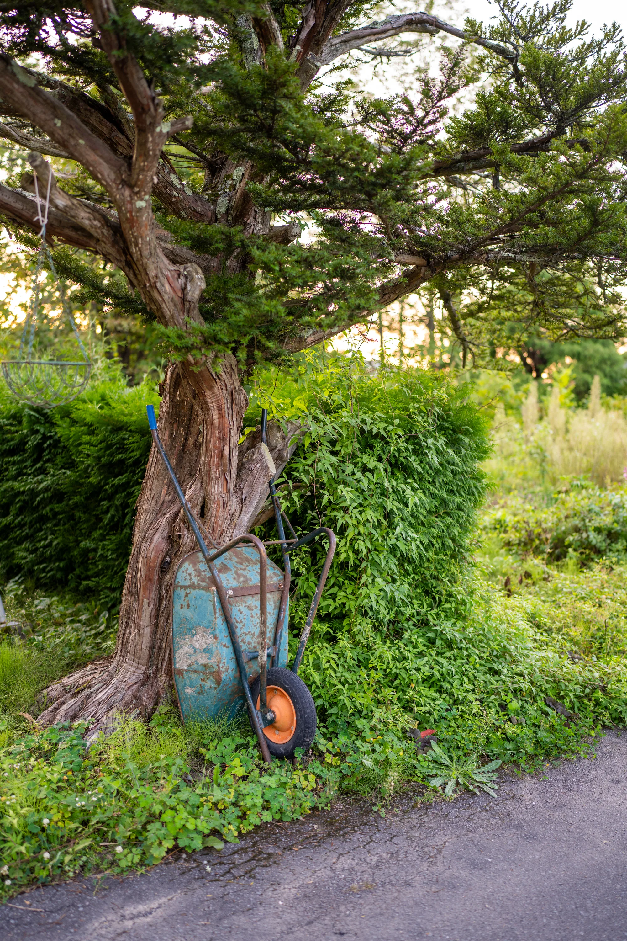 wheel barrow propped up against a tree in central hokkaido japan