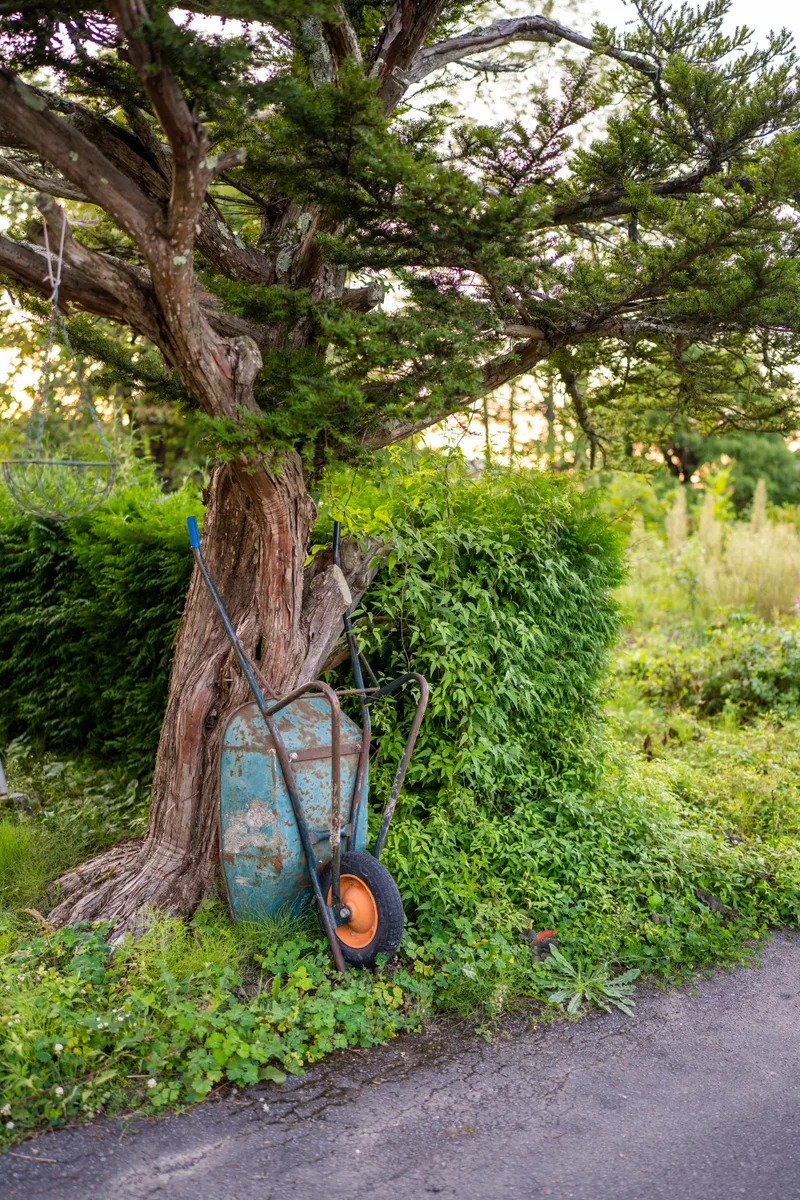 wheel barrow propped up against a tree in central hokkaido japan