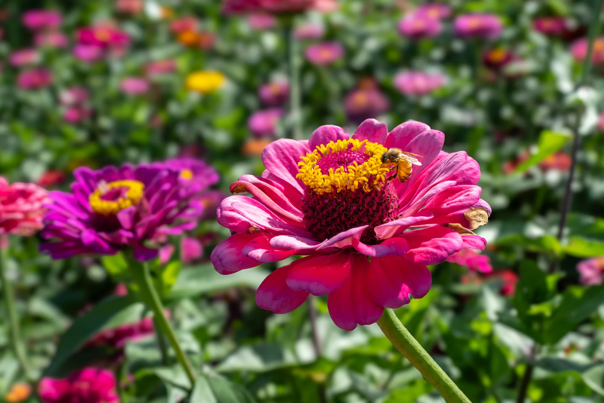 magenta flowers with a bee nestled on them in hokkaido japan