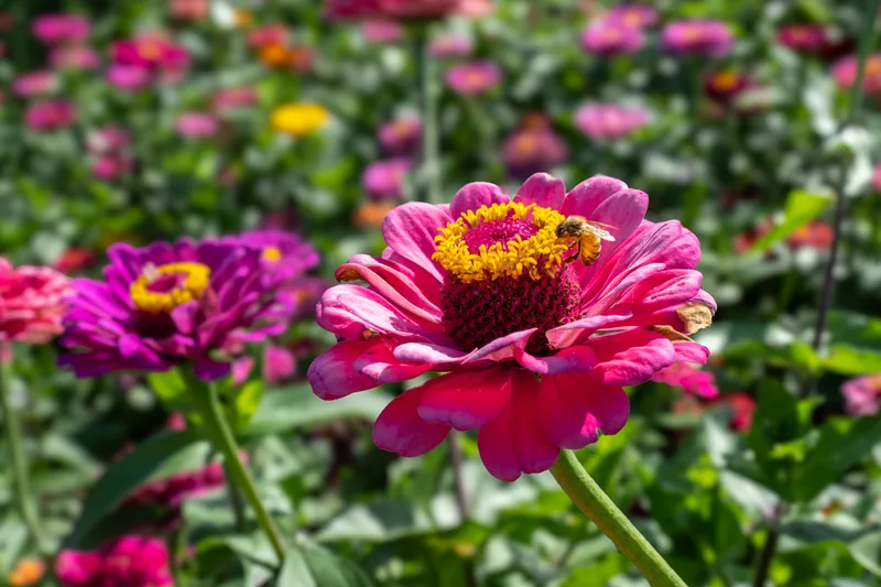 magenta flowers with a bee nestled on them in hokkaido japan