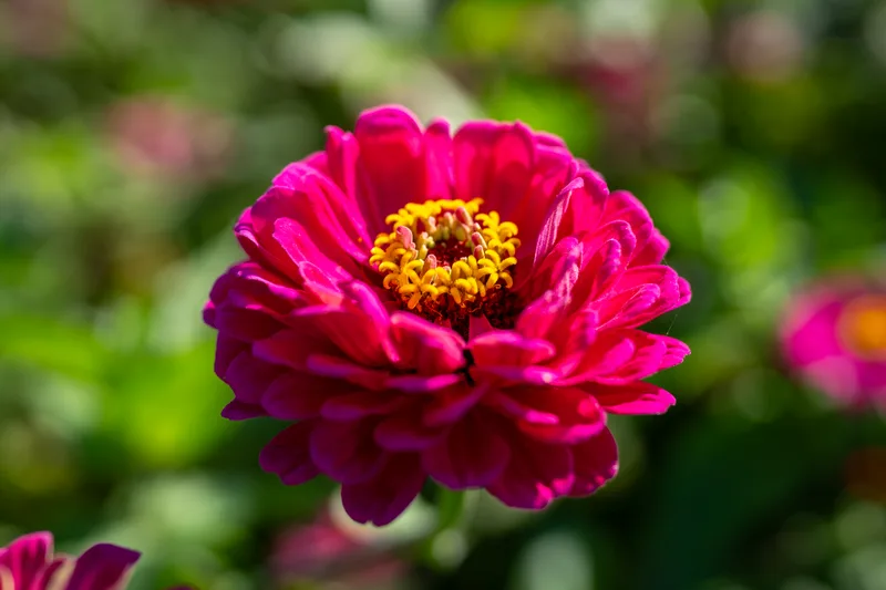 billowing magenta flower in hokkaido japan
