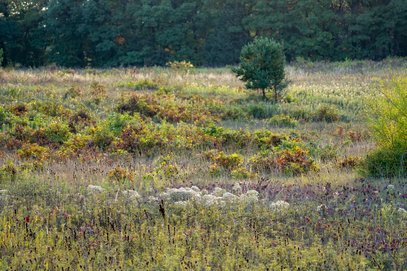 colorful field of plant life in a midwestern meadow