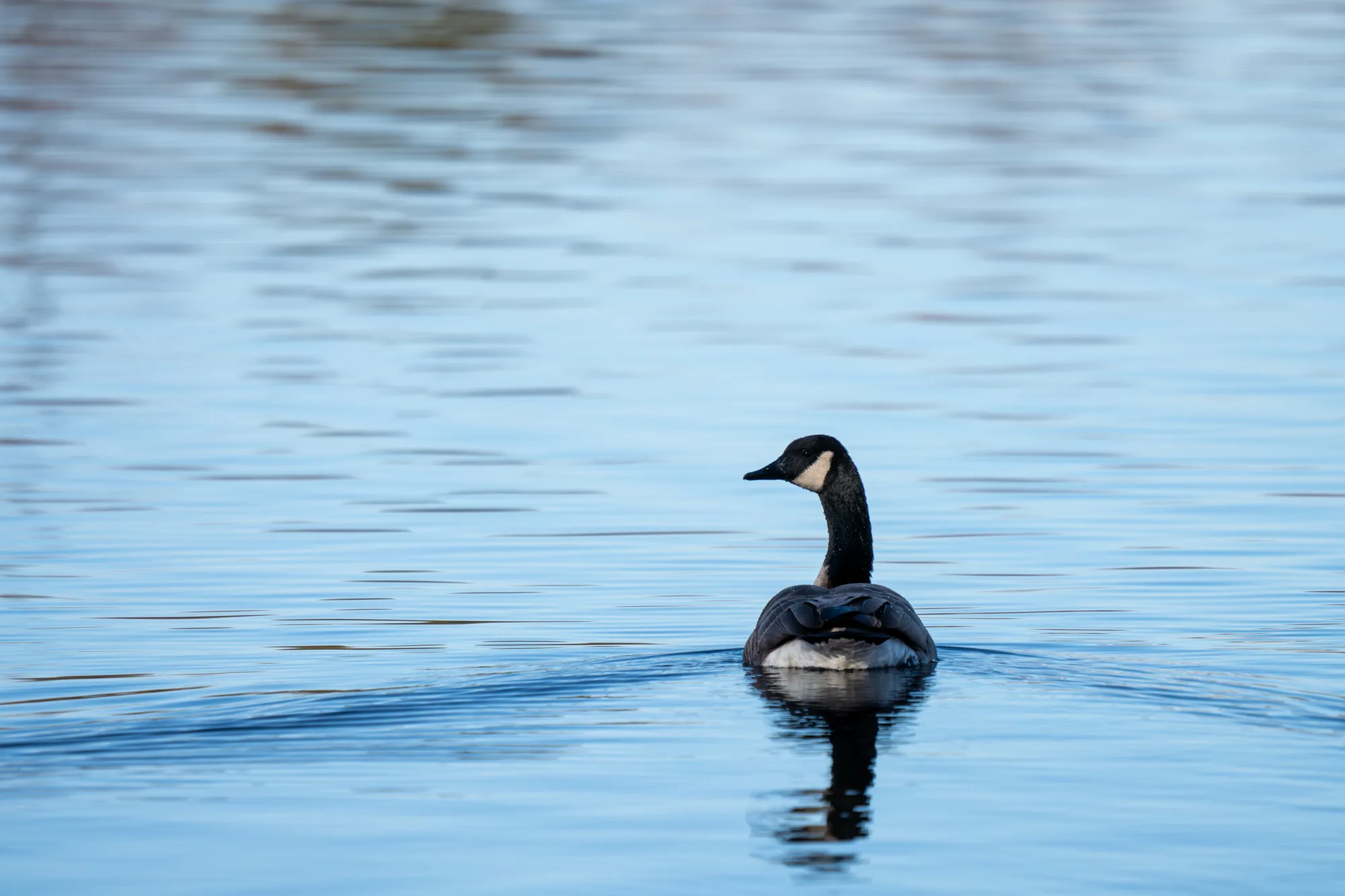 canada goose swimming on a clear blue lake