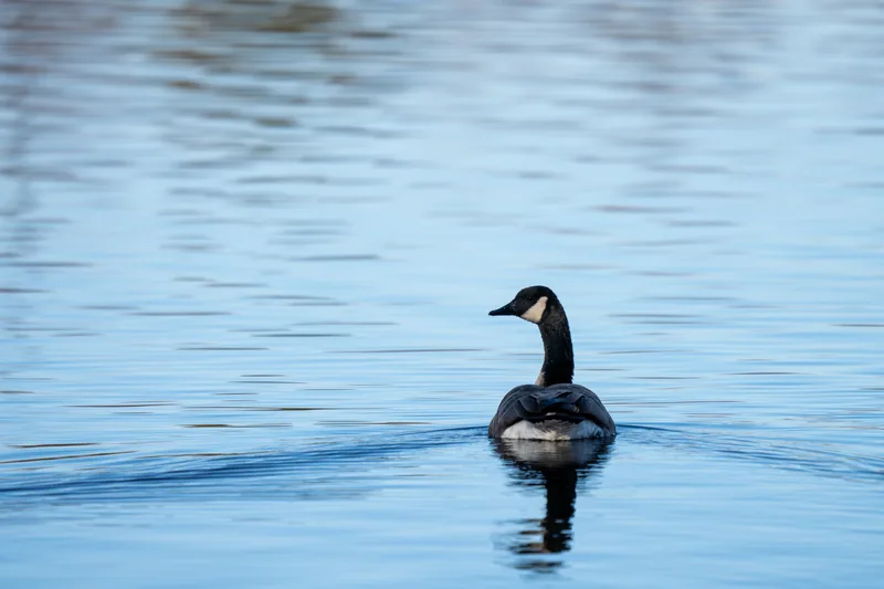 canada goose swimming on a clear blue lake